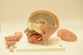 Instytut Fizjologii i Patologii Słuchu wśród najlepszych, światowych ośrodków specjalizujących się w leczeniu słuchu